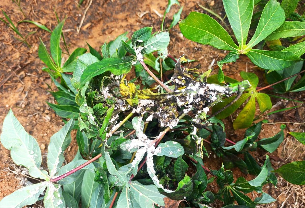 From ruin to recovery: How a parasitic wasp saved South India's